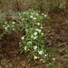 Sannantha pluriflora - Photo (c) Wayne Martin,  זכויות יוצרים חלקיות (CC BY-NC)