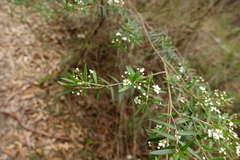 Sannantha pluriflora
