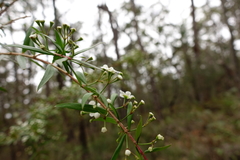 Sannantha pluriflora