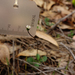 Lagenophora gracilis - Photo (c) Wayne Martin,  זכויות יוצרים חלקיות (CC BY-NC)