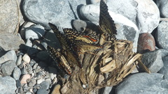 Chlosyne melitaeoides