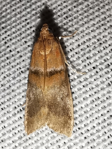 Acrobasis repandana
