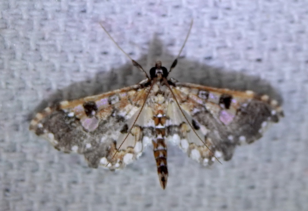 Pyrausta variegalis