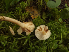 Lactarius uvidus
