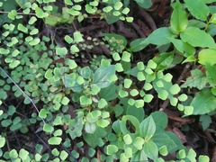 Adiantum tricholepis