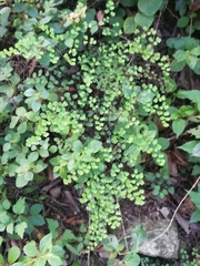 Adiantum tricholepis