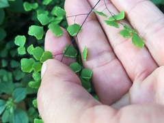 Adiantum tricholepis