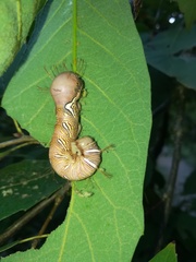 Truncaptera truncata