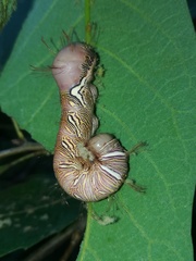 Truncaptera truncata