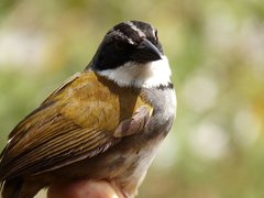 Perija Brush-Finch photo 1
