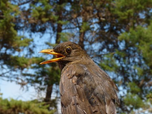 Turdus olivater