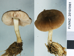 Pluteus paradoxus