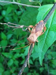 Melucha quadrivittis