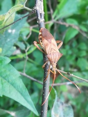 Melucha quadrivittis