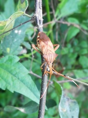 Melucha quadrivittis