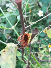 Melucha quadrivittis