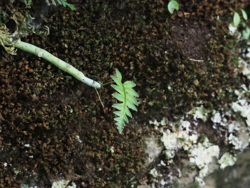 Image of Goniophlebium formosanum by no rights reserved