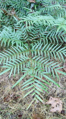 Pteris pulchra