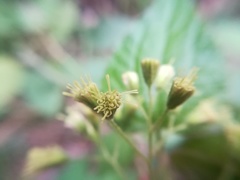 Koanophyllon longifolium