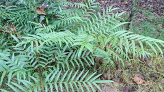 Pteris pulchra
