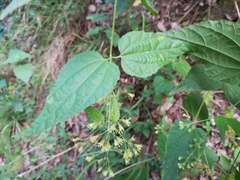 Koanophyllon longifolium