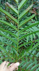 Pteris pulchra