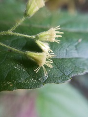 Koanophyllon longifolium