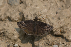 Erynnis lucilius