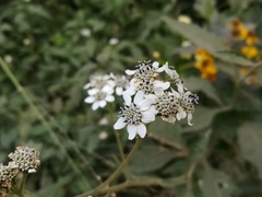 Verbesina microptera