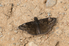 Erynnis lucilius