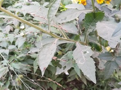 Verbesina microptera