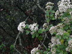 Ageratina saltillensis