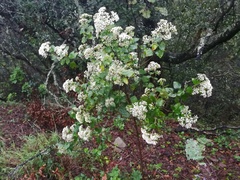 Ageratina saltillensis