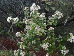 Ageratina saltillensis