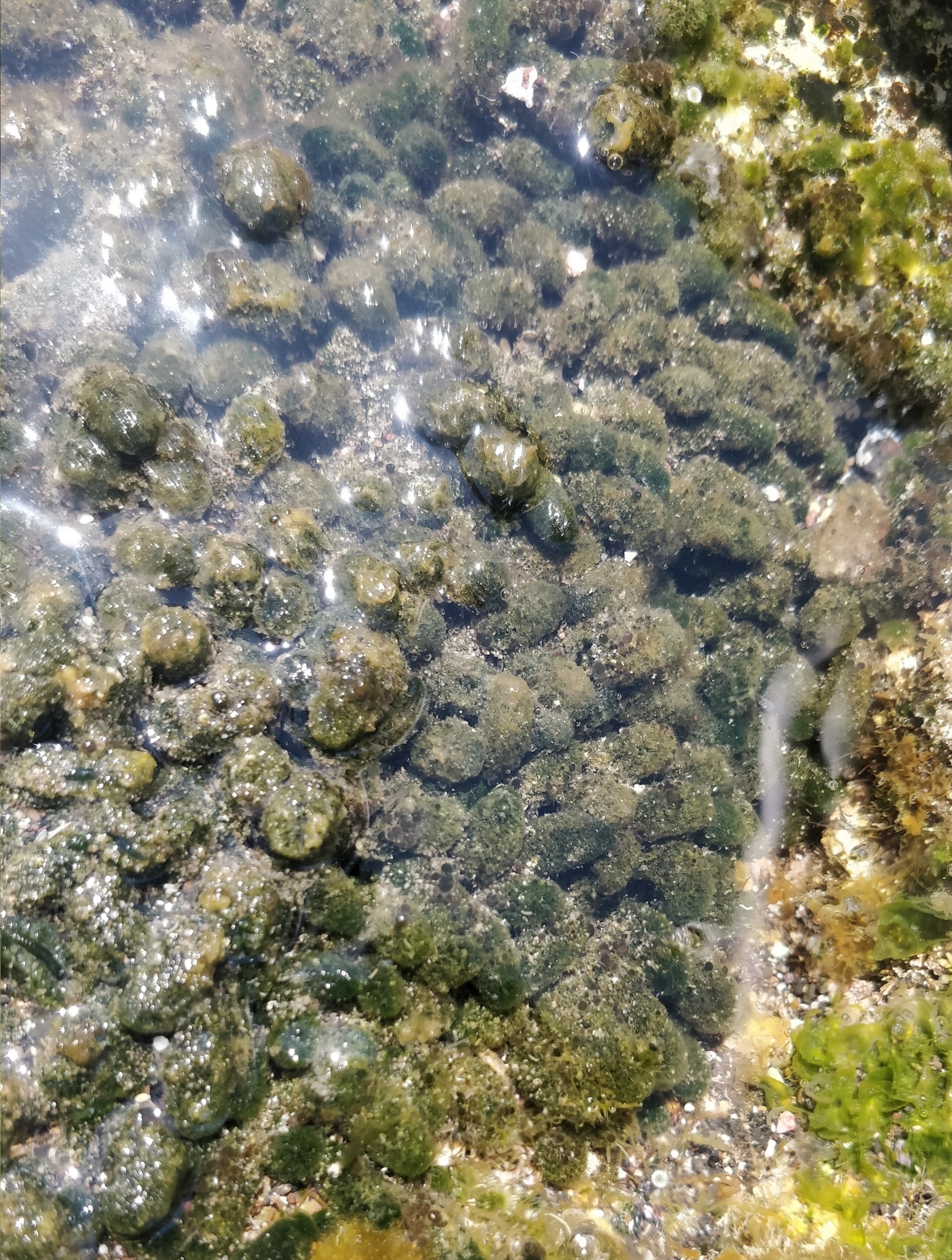 Dasycladus vermicularis
