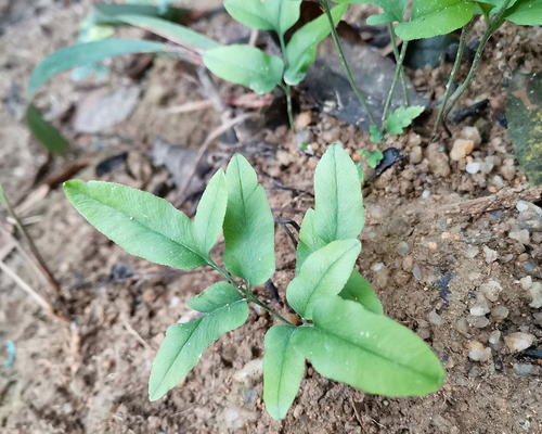 Lindsaea ensifolia