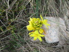 Bulbine glauca