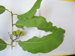 Chrysobalanaceae