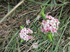 Pimelea alpina
