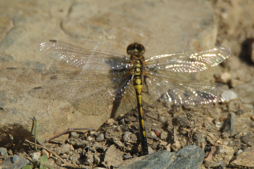 Leucorrhinia intermedia