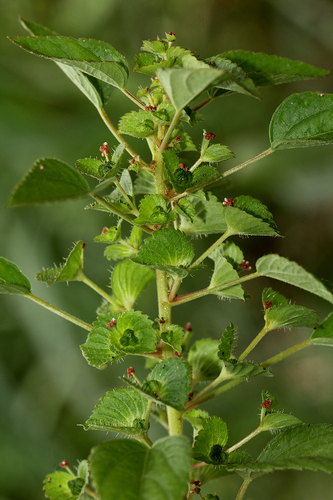 Acalypha segetalis image