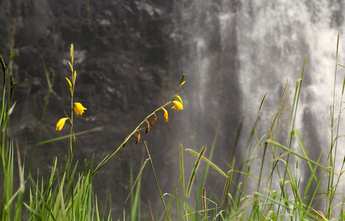 Gladiolus dalenii subsp. dalenii image