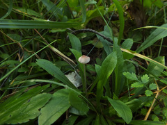 Mycena albidolilacea