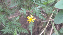 Chrysactinia pinnata