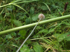 Mycena albidolilacea