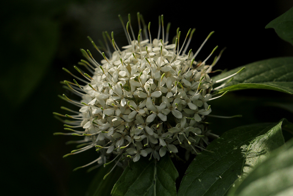 Northern Pompon Bridesbush