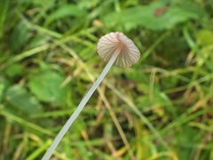 Mycena albidolilacea