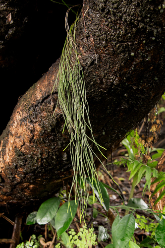 Psilotaceae image