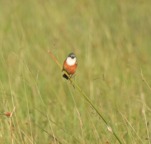 Marsh Seedeater (Sporophila palustris), photo 9