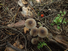 Mycena zephirus